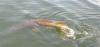 Fishing Alone for Muskie in Canada Lodges in a Challenge