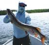 Nice BIG Musky caught at Fireside Lodge Canada