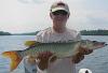Muskie While Smallmouth Bass Fishing At Fireside Lodge in Canada