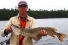 Many Northern Pike over 35-inches Fishing at Fireside Lodge in Canada