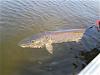 Huge Trophy Muskie Release Fishing at Fireside Lodge in Canada