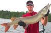 Large Clear Muskie Fishing at Fireside Lodge in Canada