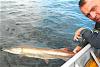 Trophy Muskie Release Fishing at Fireside Lodge in Canada