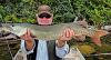 Super Muskie Fall Fishing at Fireside Lodge in Northwest Ontario Canada