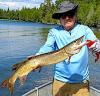 Fun Musky Catch Fishing at Fireside Lodge in Northwest Ontario Canada