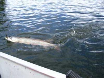 catch and release muskie fishing Ontario