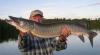 exciting muskie waters Ontario Canada